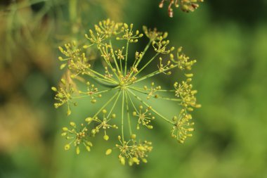 Yakın çekim rezene fotoğraf