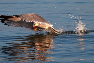 Gökyüzünde martı