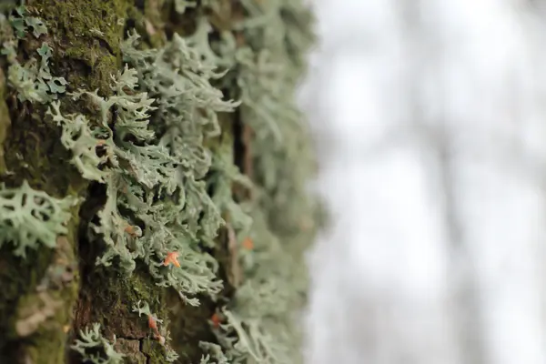 Lichen sur un tronc d'arbre — Photo