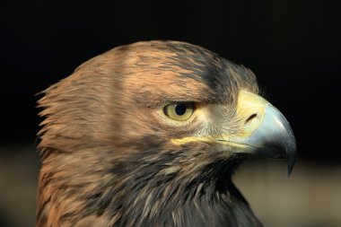 Kartal başını