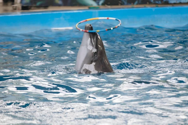 Дельфін грає з кільцем в дельфінарії і стрибає на березі басейну Стокове Зображення