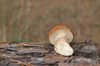 Taze kesilmiş Porcini mantarı. Beyaz mantar bacağını yakın plan kes..