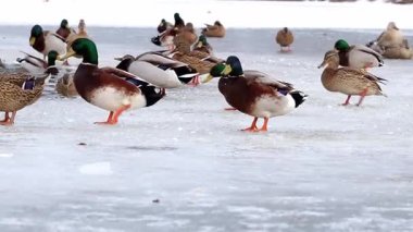 Kışın buzda yiyecek arayan bir ördek sürüsü. Kuş gözlüyor..