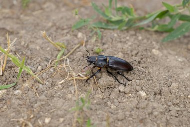 Dişi geyik böceği. Geyik böceği çimenlerde sürünüyor..