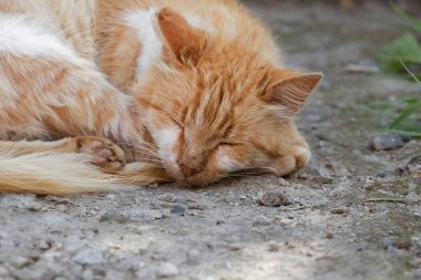 Kızıl bir kedi topun içinde kıvrılıp uyuyor. Kırmızı bir sokak kedisi topun içine kıvrılıp ısınmaya çalışıyor..