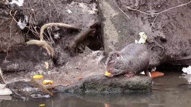 Nehir kıyısında yaşayan bir erkek ceviz yerel halkın getirdiği sebzeleri yer..