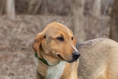 Mutlu, komik, gülümseyen bir köpeğin portresi.