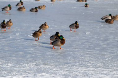 Soğuk bir kış gününde donmuş bir nehrin buzunda bir ördek sürüsü..