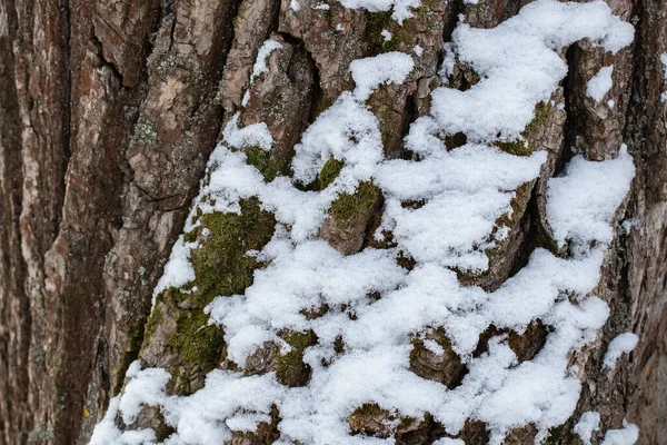 Kış ormanında karla kaplı bir ağaç kabuğu.