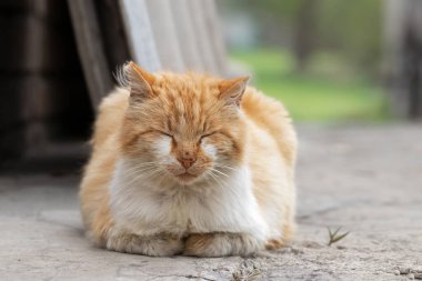 Uyuyan kızıl bir kedinin portresi. Evin arka bahçesindeki beton bir geçitte uyuyan sevimli bir kedi. Sakin, rahat bir kırsal alan..