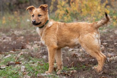 Zencefilli ergen bir köpeğin portresi.