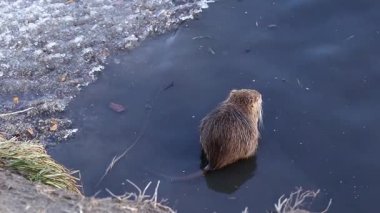 Şehir parkının kış nehrinde Nutria. Soğuk suda yiyecek arayan genç Nutria..