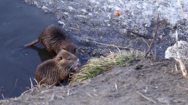 Şehir parkının kış nehrinde Nutria. Soğuk suda yiyecek arayan genç Nutria..