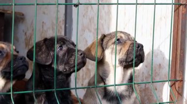Hayvan barınağında bir grup başıboş köpek yavrusu. Sevimli komik köpek yavruları demir bir kantinde mutlu bir şekilde oynuyorlar..