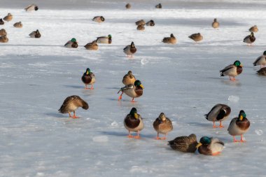 Soğuk bir kış gününde buz üstünde büyük bir ördek grubu..
