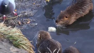 Vahşi bir ördek besinlerden besin almaya çalışır. Kışın vahşi doğada hayatta kalan hayvanlar..