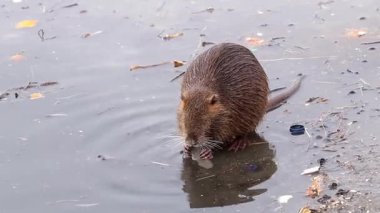 Nutria kışın kirli nehir suyunda yüzüyor. İnsan faaliyetlerinin çevreye etkisi..