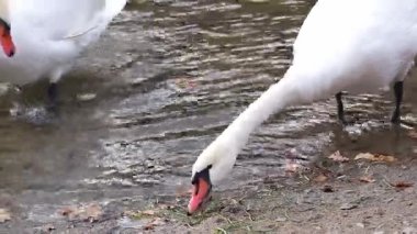 Nehir kıyısında iki beyaz kuğu. Huzurlu doğal manzara..