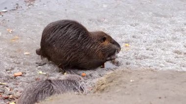 Vahşi hindistan cevizi, kışın nehir kıyısında sebze yer. Zor hava koşullarında doğal ortamlarında hindistancevizi hayatta kalır..
