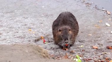 Nutria, insanların getirdiği sebzeleri yemek için nehir kıyısına geldi..