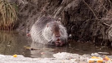 Büyük sarı dişli vahşi yetişkin fındığı. Vahşi yaşam..