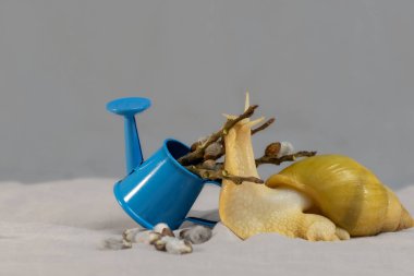 Gri arka planda Achatina salyangozu.