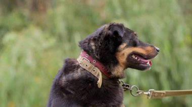 Mutlu köpek sıcak bir bahar gününde parkta yürümekten zevk alıyor..