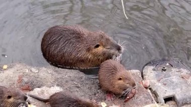 Nehir kıyısında yavruları olan anne delisi..