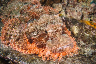 Tropikal tuzlu su balık resif Stonefish