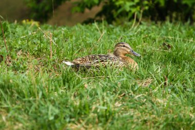 Ördek yeşil çimenlerin üzerinde oturuyor