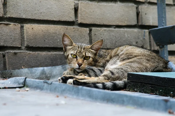 Şehrin içinde kedi
