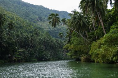 Nehir orman, Kosta Rika