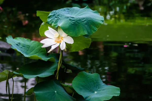 Blomma Lilja, Lotus, Vietnam — Stockfoto