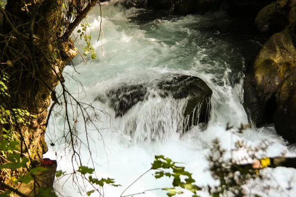 Tropikal yağmur ormanlarında Creek