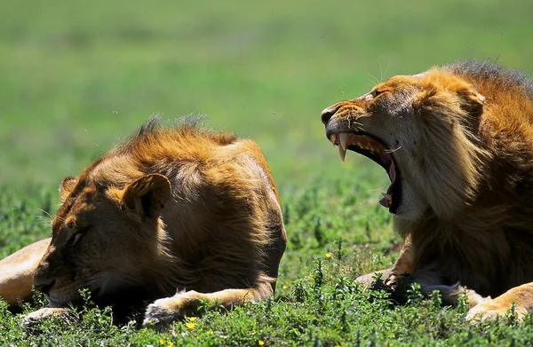 Aslan savana, Kenya
