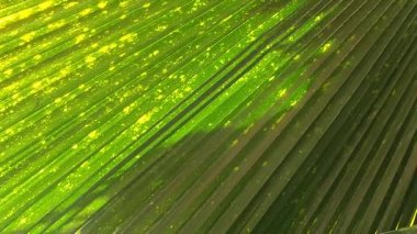 Palmiye ağacı saly Senegal