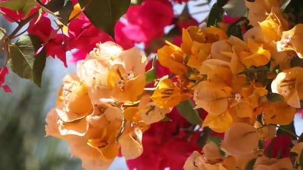 Bougainvillea i saly i senegal — Stockvideo