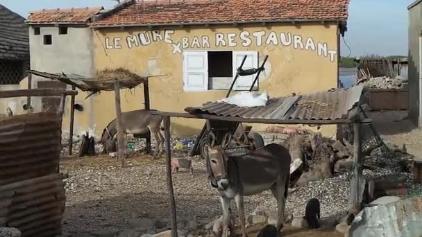 Muži a jeho koně na ostrově fadiouk v Senegalu — Stock video