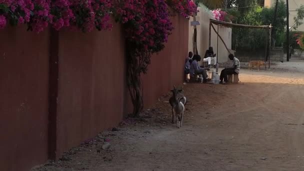 Sceny z życia w miejscowości Saly w Senegalu — Wideo stockowe