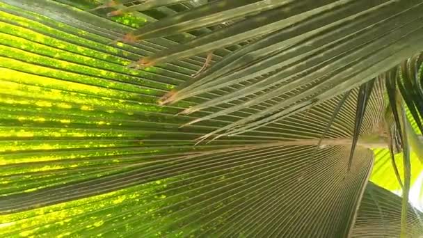 Palm tree in saly in the senegal — Stock Video