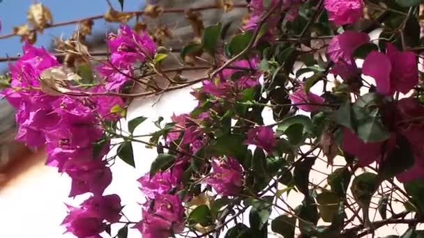 Tamarisk i saly i senegal — Stockvideo