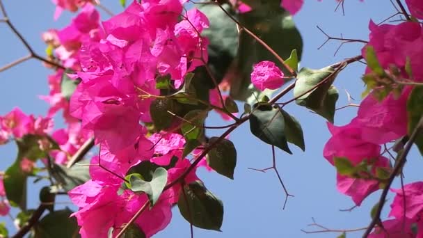 Ibiscus in saly in de senegal — Stockvideo