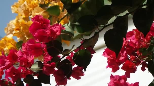 Bougainvillea i saly i senegal — Stockvideo