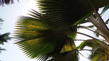 Palmiye ağacı saly Senegal