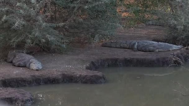 Crocodile at the time of the nap — Stock Video