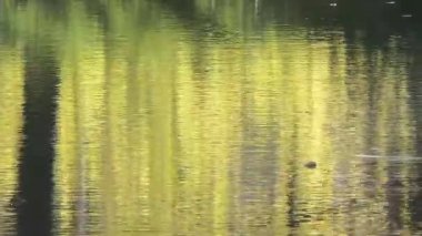 Fransız orman içinde ağaç sonbaharda yansıtacak