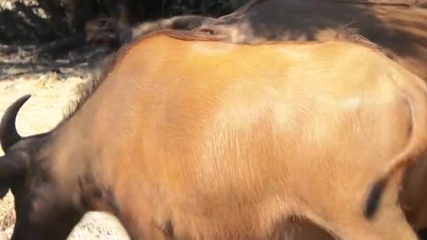 Buffalo dans la brousse 