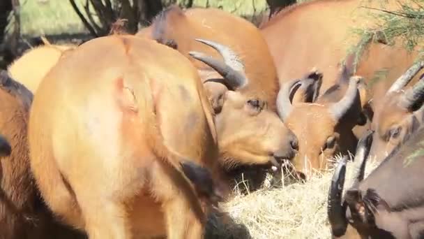 Buffalo no arbusto — Vídeo de Stock