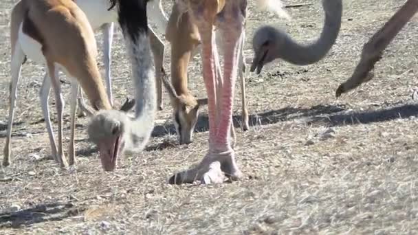 Strauß im Busch — Stockvideo