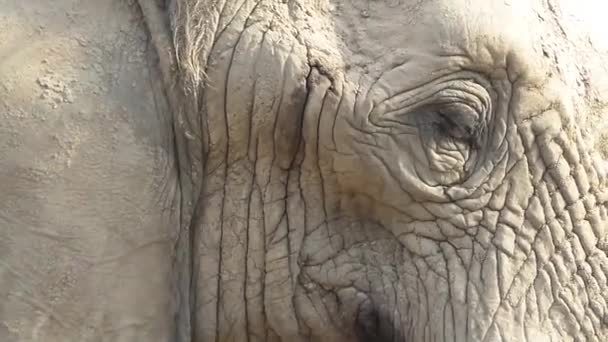 Elefante en la sabana — Vídeo de stock
